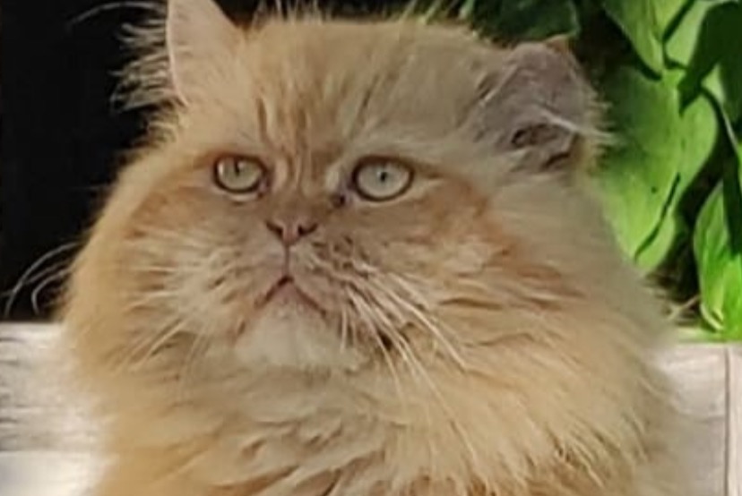 Disappearance alert Cat  Male , 10 years Boulogne-Billancourt France