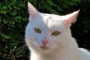 Disappearance alert Cat Male , 5 years Saint-Michel-Chef-Chef France