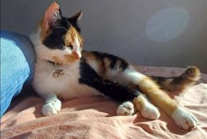 Disappearance alert Cat Female , 2 years Toulouse France