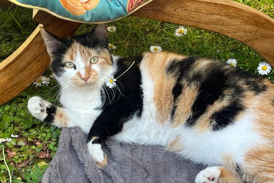 Disappearance alert Cat Female , 2 years Toulouse France