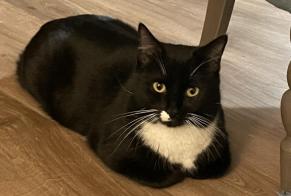 Disappearance alert Cat miscegenation  Male , 6 years Michery France