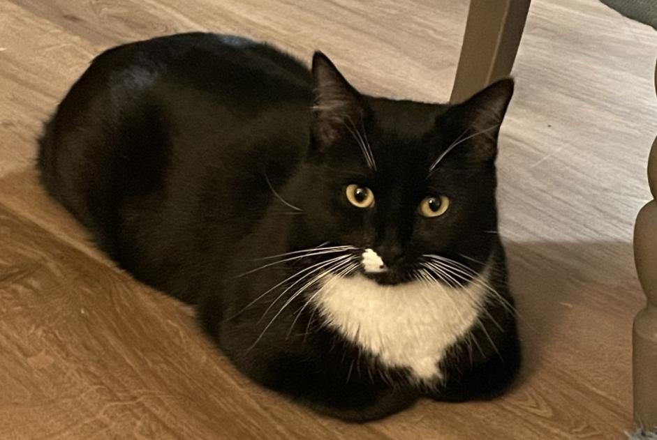 Disappearance alert Cat miscegenation  Male , 6 years Michery France