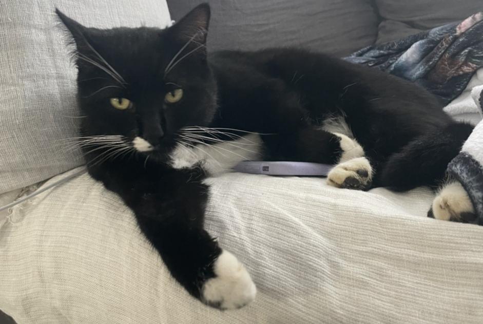 Disappearance alert Cat miscegenation  Male , 6 years Michery France