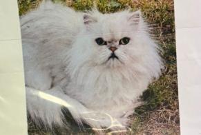 Disappearance alert Cat  Male , 4 years Petit-Mars France