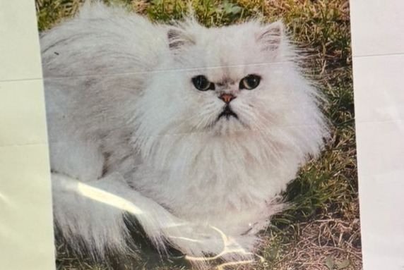 Disappearance alert Cat  Male , 4 years Petit-Mars France