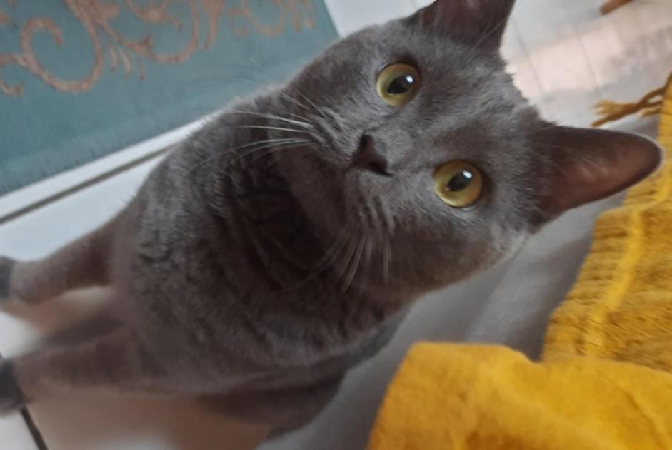 Disappearance alert Cat  Male , 2 years Amiens France