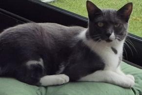 Disappearance alert Cat  Female , 1 years Maisons-Alfort France
