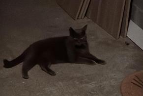 Disappearance alert Cat  Male , 14 years Vauchelles-les-Quesnoy France