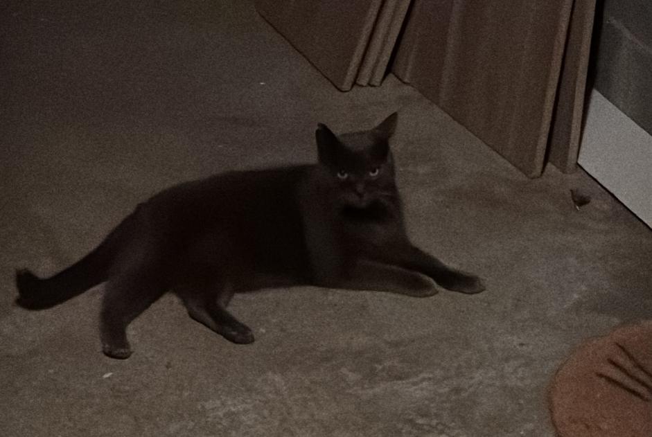 Disappearance alert Cat  Male , 14 years Vauchelles-les-Quesnoy France