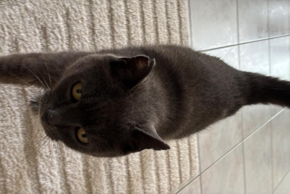 Disappearance alert Cat  Male , 14 years Vauchelles-les-Quesnoy France