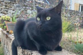 Disappearance alert Cat  Male , 7 years Blois France