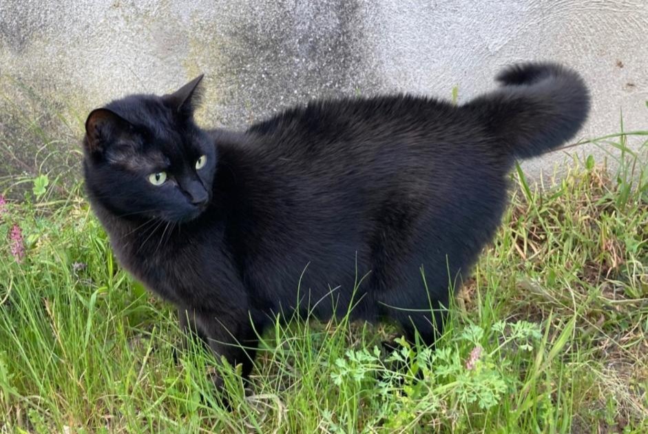Disappearance alert Cat  Male , 7 years Blois France
