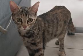 Discovery alert Cat miscegenation  Female Pau France