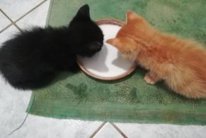 Discovery alert Cat Male Preuilly-la-Ville France