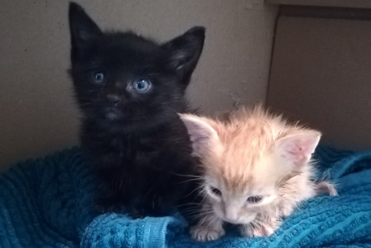 Discovery alert Cat Male Preuilly-la-Ville France