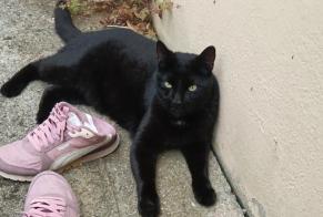 Discovery alert Cat Male Évreux France