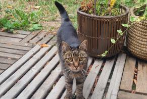 Discovery alert Cat Unknown Vezin-le-Coquet France