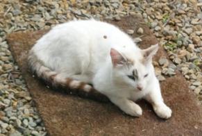 Discovery alert Cat Male Dingé France