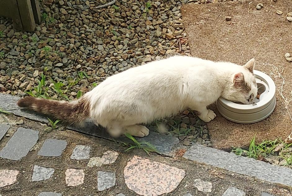 Discovery alert Cat Male Dingé France