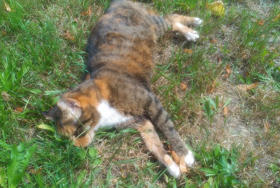 Discovery alert Cat Female Gérardmer France