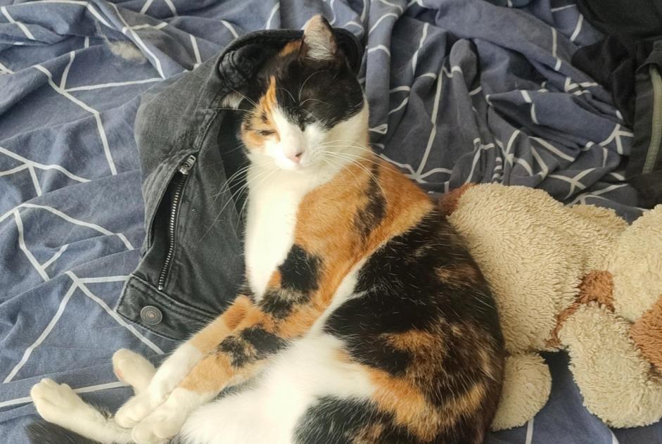 Disappearance alert Cat  Female , 1 years Manosque France