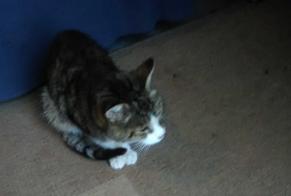 Discovery alert Cat Male Valdelaume France