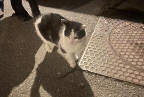 Discovery alert Cat Unknown Gennevilliers France