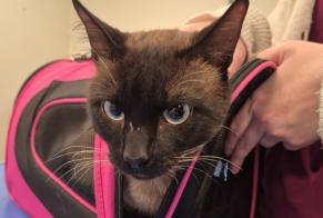 Discovery alert Cat  Male , 3 years Tremblay-en-France France