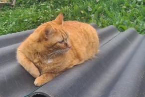 Disappearance alert Cat Male , 5 years Condat France