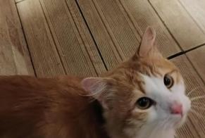 Discovery alert Cat Unknown Montluçon France