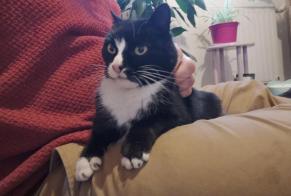 Discovery alert Cat Female Vaudevant France