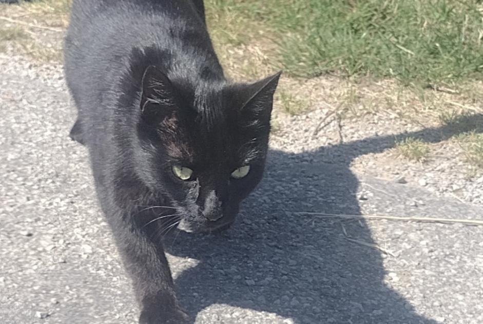 Discovery alert Cat Unknown La Plaine-sur-Mer France