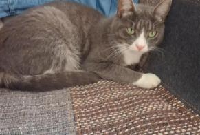 Disappearance alert Cat miscegenation  Male , 2 years Dannemarie-sur-Crète France