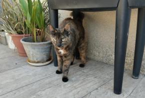Discovery alert Cat  Female Avrillé France