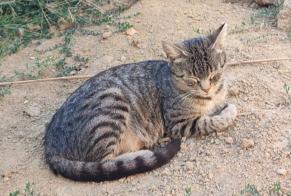 Discovery alert Cat Female Beaupont France