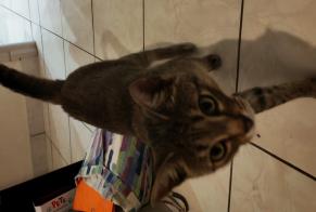 Discovery alert Cat Male , 3 years Rodez France