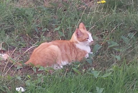 Alerta de Desaparición Gato  Macho , 15 años Fleury-Mérogis Francia