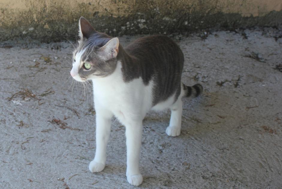 Alerta de Desaparición Gato Macho , 8 años Hanvec Francia