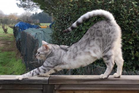 Alerta de Desaparición Gato  Macho , 10 años Coulaures Francia