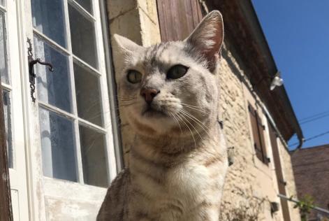 Alerta de Desaparición Gato  Macho , 10 años Coulaures Francia