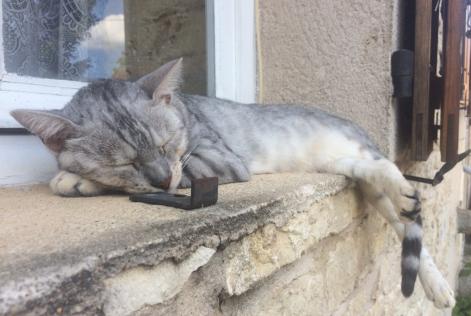 Alerta de Desaparición Gato  Macho , 10 años Coulaures Francia