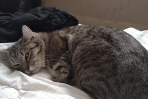 Alerta de Desaparición Gato Hembra , 3 años Cabourg Francia
