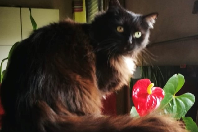 Alerta de Desaparición Gato cruce  Hembra , 16 años Talant Francia