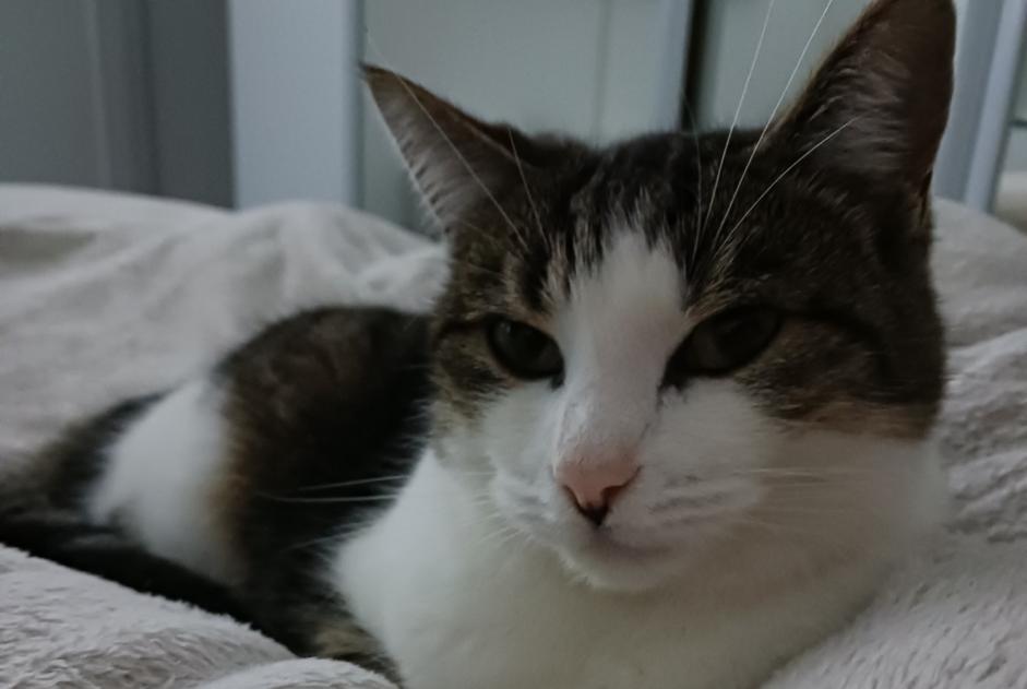 Alerta de Desaparición Gato  Hembra , 5 años Gainneville Francia