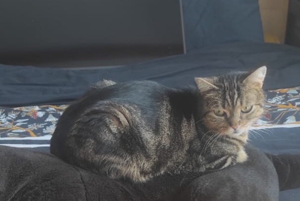 Alerta de Desaparición Gato Macho , 5 años Saint-Herblain Francia