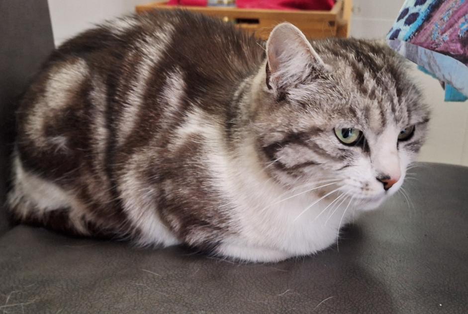 Alerta de Desaparición Gato cruce  Hembra , 6 años Caudan Francia