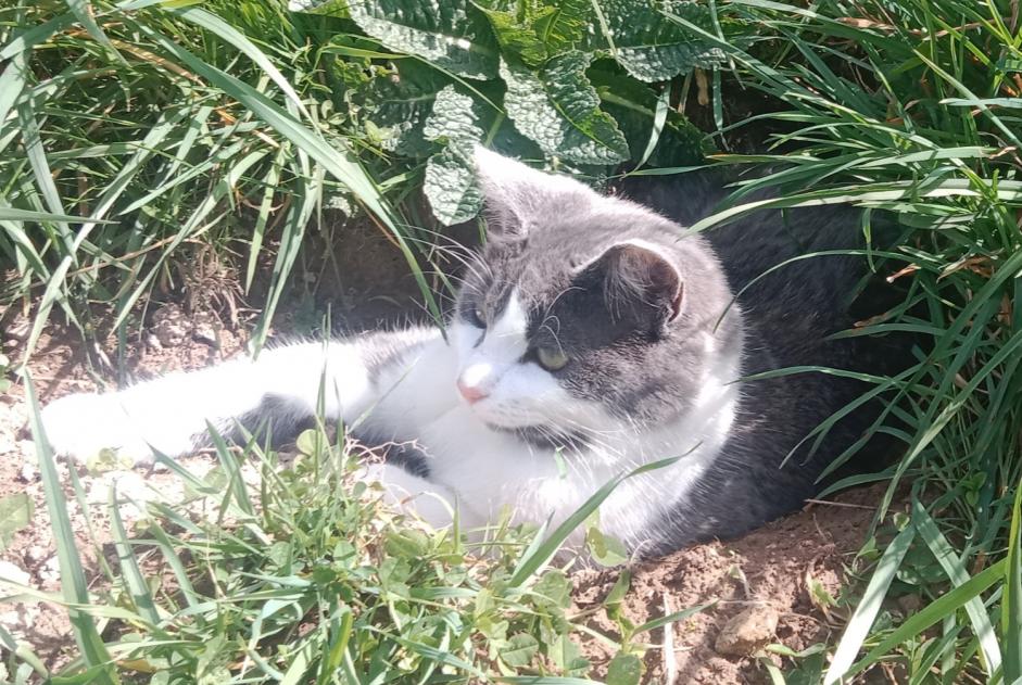 Alerta de Desaparición Gato Macho , 2 años Lamure-sur-Azergues Francia