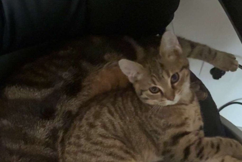 Alerta de Desaparición Gato  Hembra , 1 años Montcaret Francia