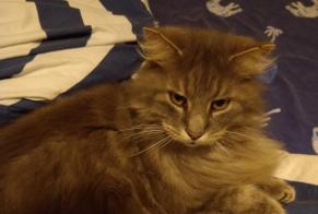 Alerta de Desaparición Gato cruce  Macho , 11 años Hermanville-sur-Mer Francia