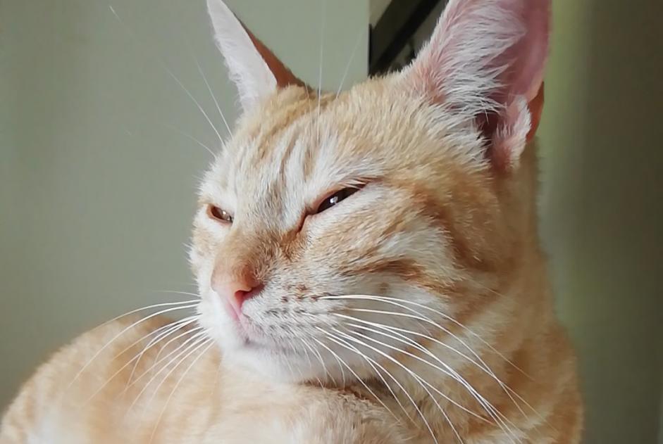 Alerta de Hallazgo Gato cruce  Hembra Torsac Francia